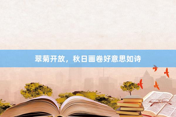 翠菊开放，秋日画卷好意思如诗